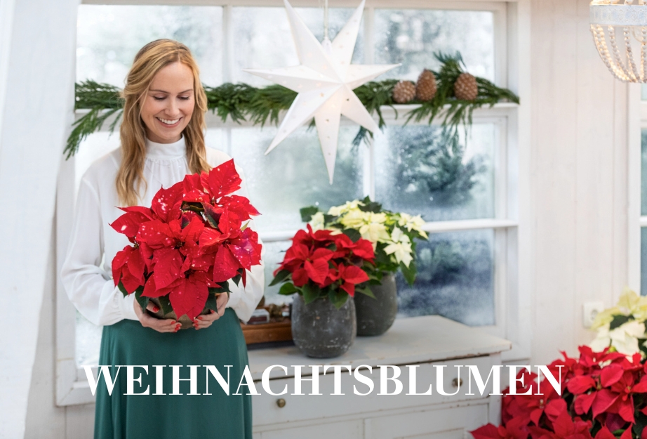 Weihnachtsblumen