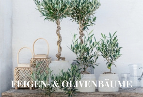 Feigen- & Olivenbäume