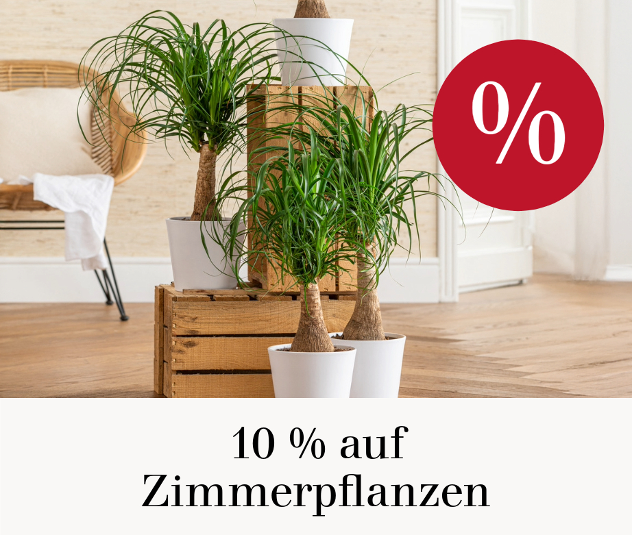 10 % auf Zimmerpflanzen