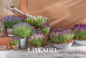 Lavendel