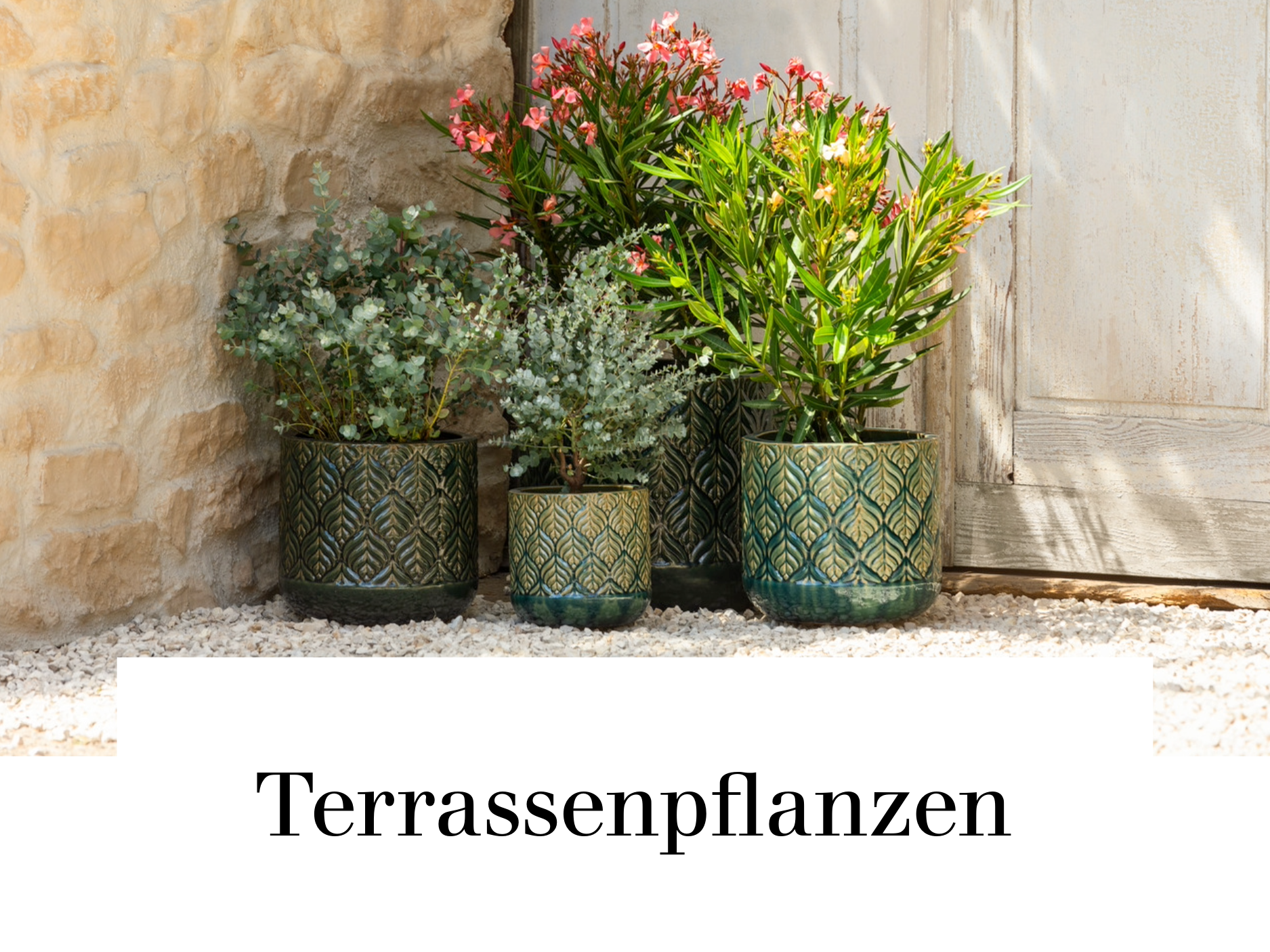 Terrassenpflanzen
