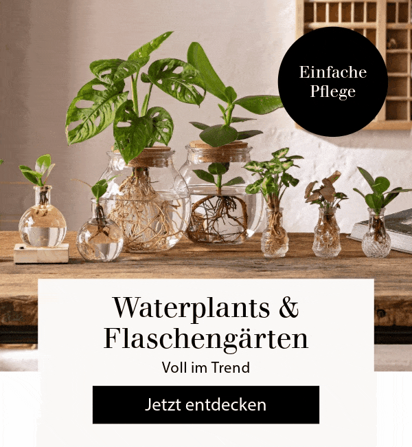 Waterplants & Flaschengärten - Voll im Trend