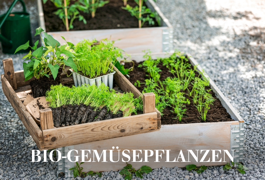 Bio-Gemüsepflanzen