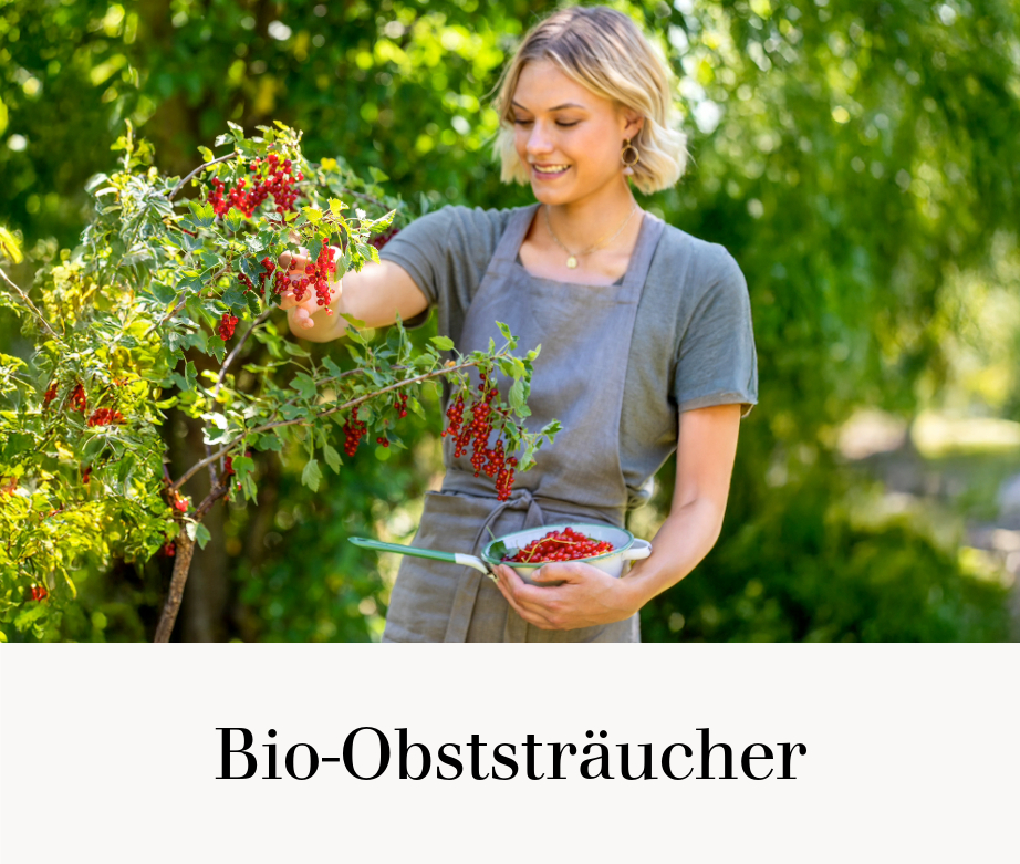 Bio-Obststräucher