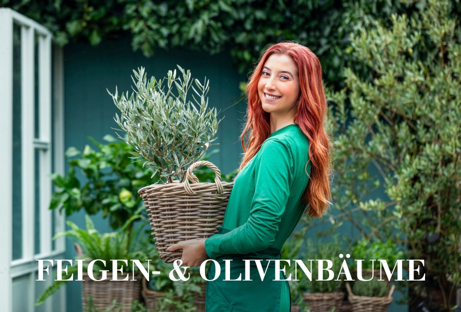 Feigen- & Olivenbäume