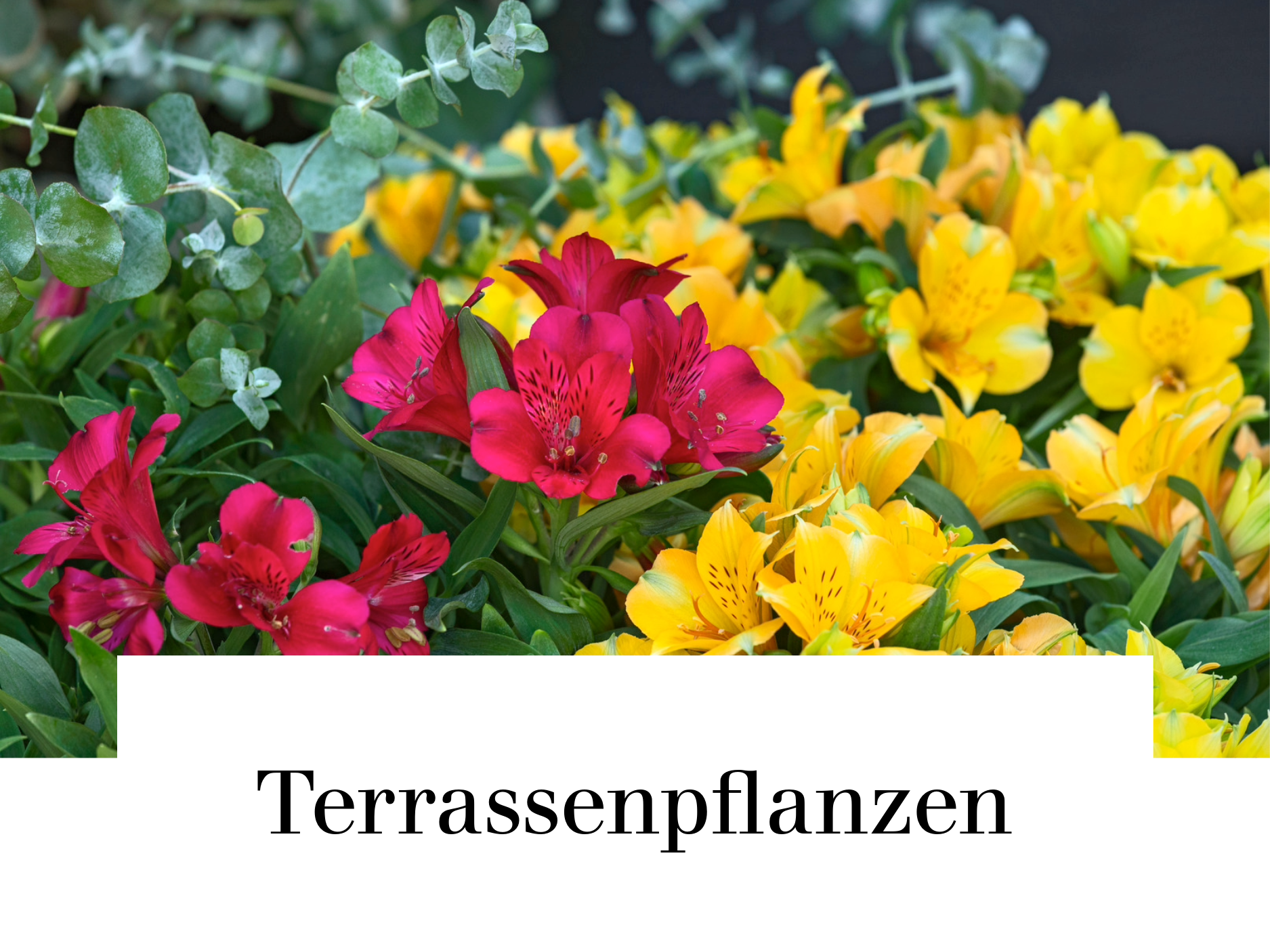 Terrassenpflanzen