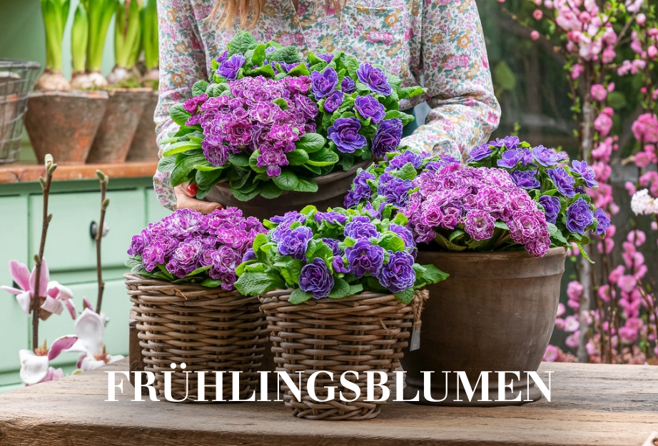 Frühlingsblumen