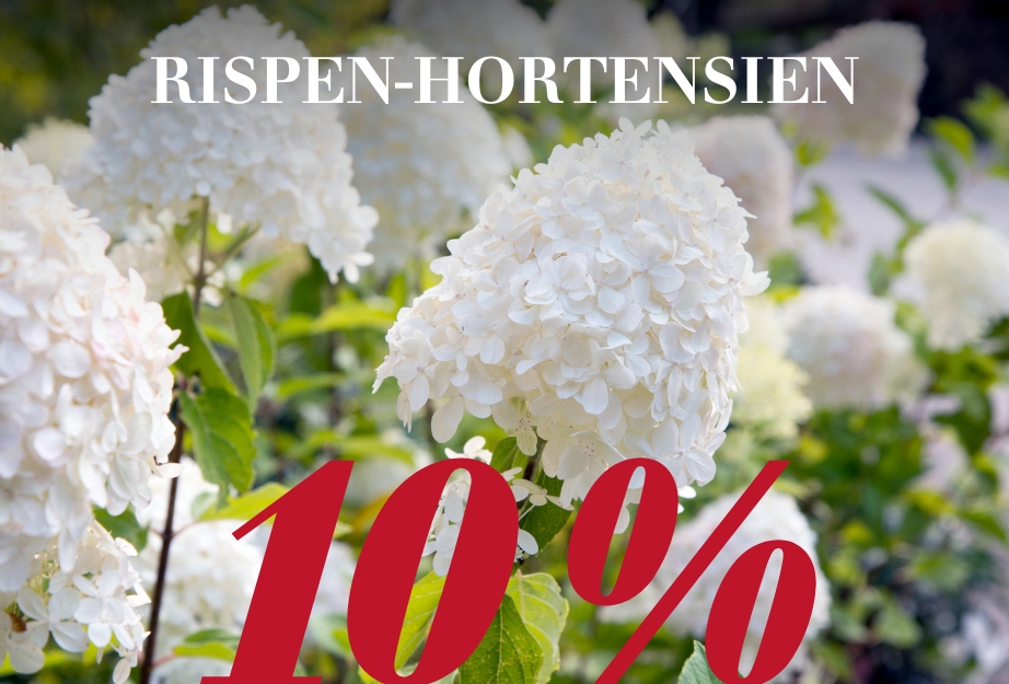 Rispen-Hortensien