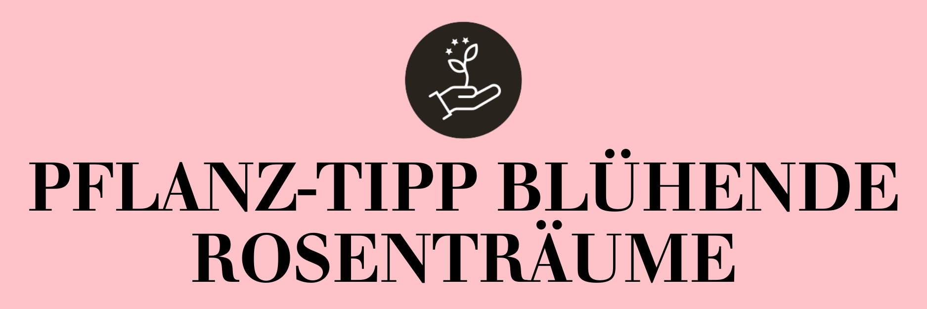 Pflanz-Tipp blühende Rosenträume
