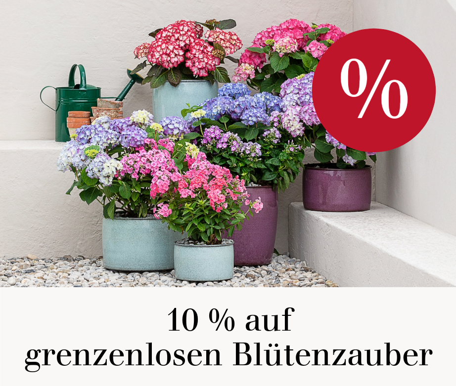 10 % auf grenzenlosen Blütenzauber