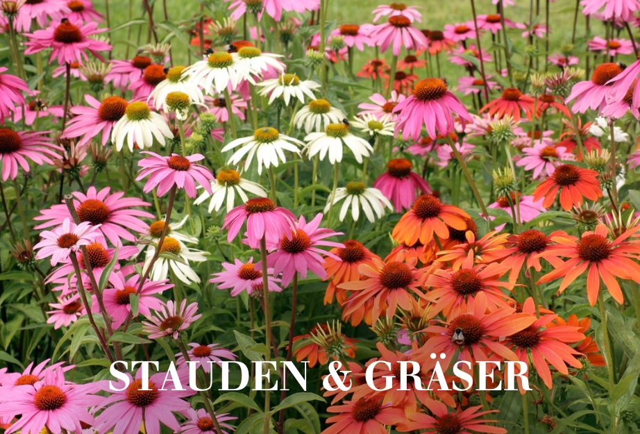 Stauden & Gräser