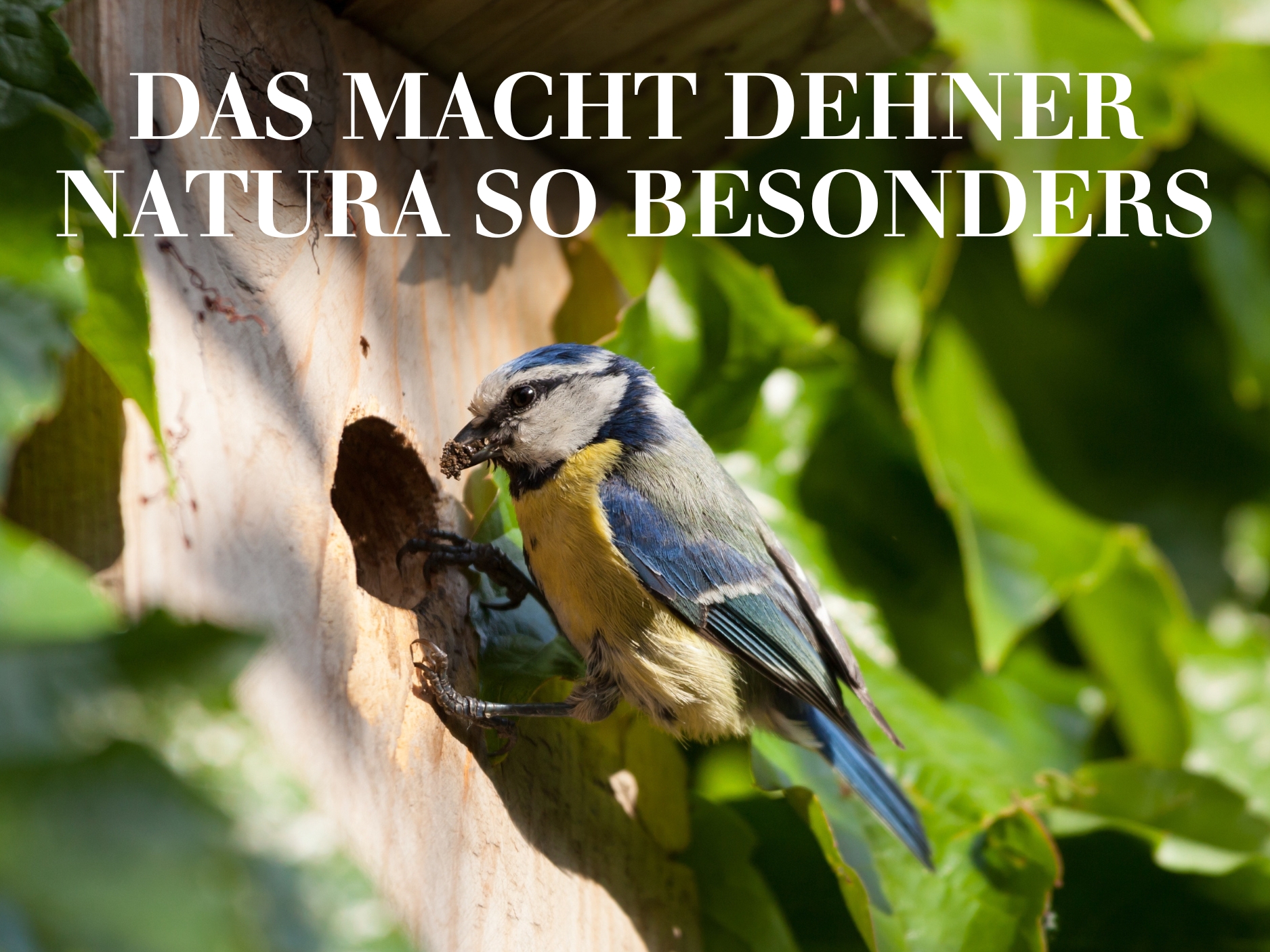 Das macht Dehner Natura so besonders