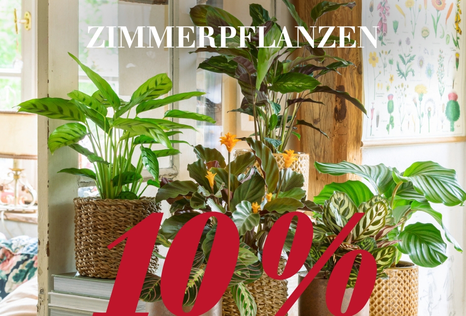 Zimmerpflanzen