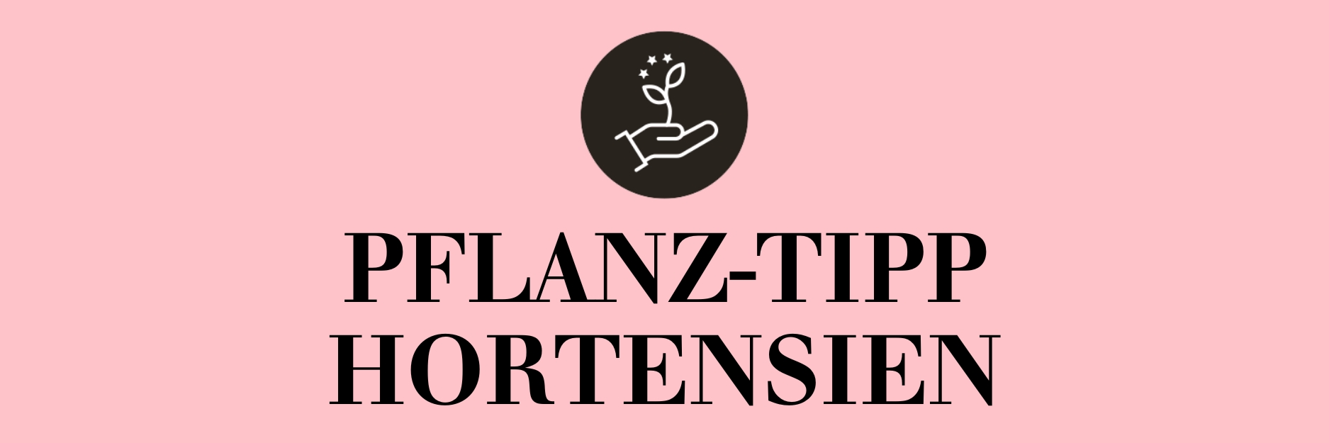 Pflanz-Tpp Hortensien