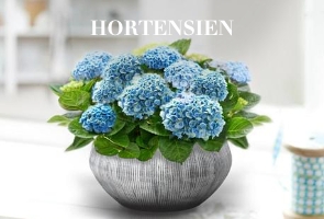Hortensien