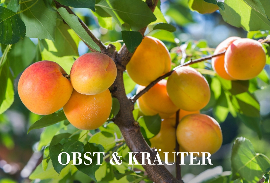 10 % auf Obst & Kräuter