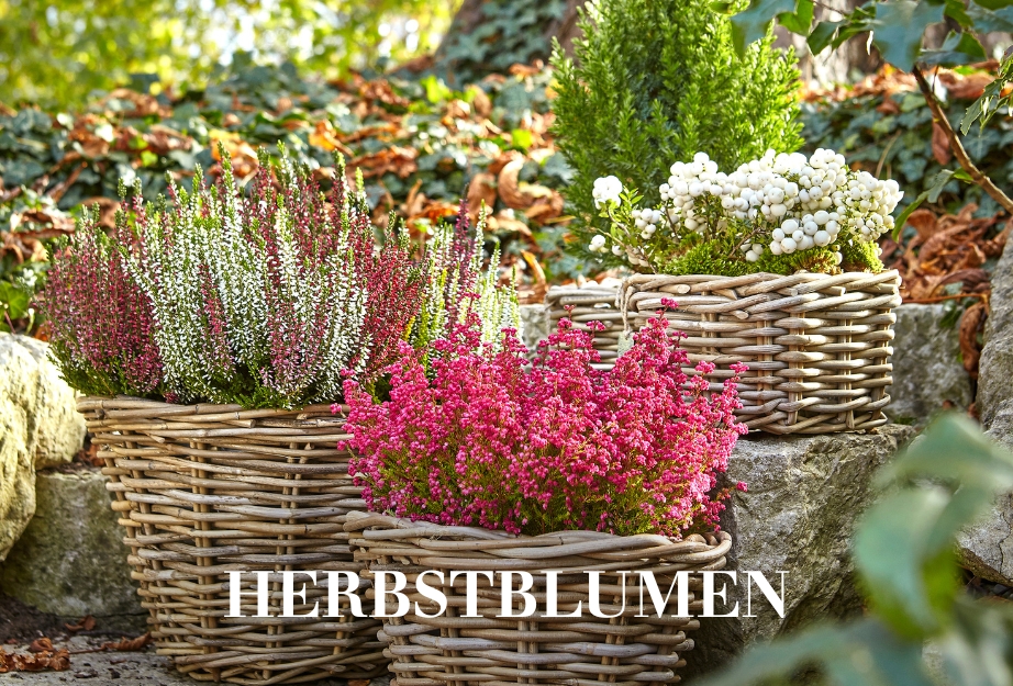 Herbstblumen