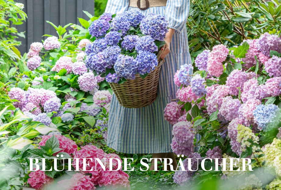 Blühende Sträucher