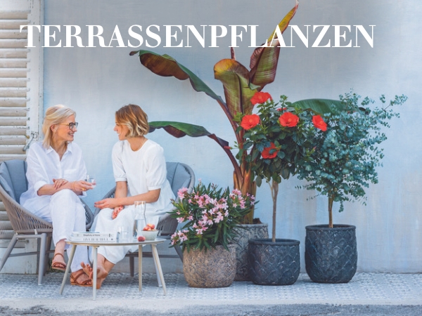 Terrassenpflanzen