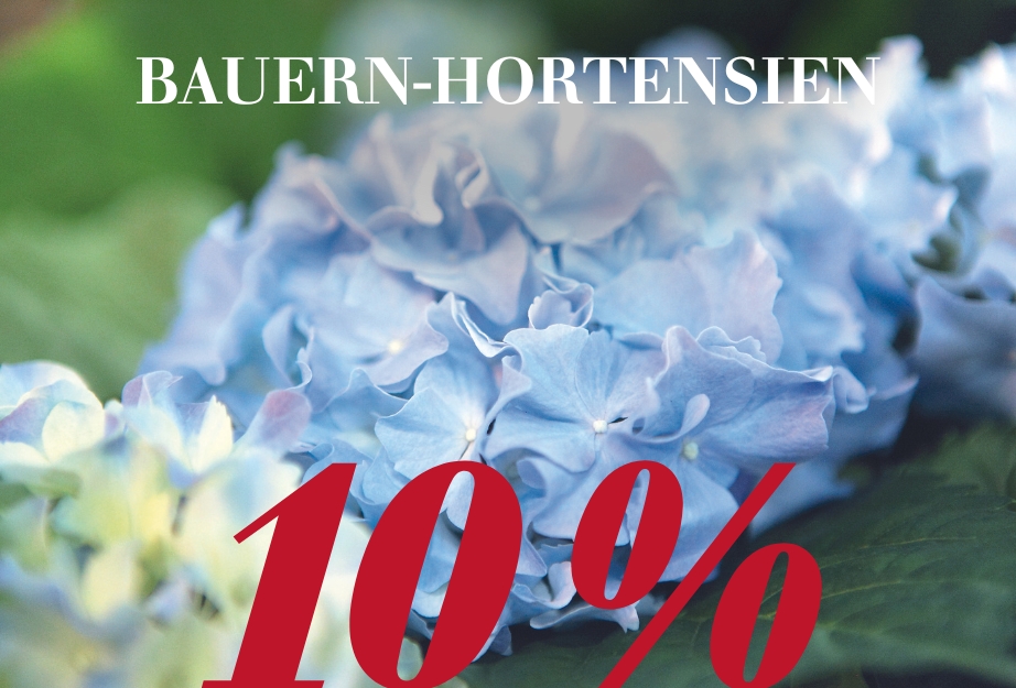 Bauern-Hortensien