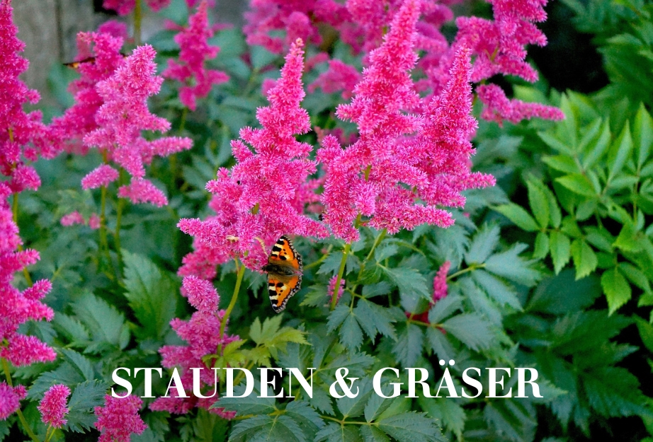 Stauden & Gräser