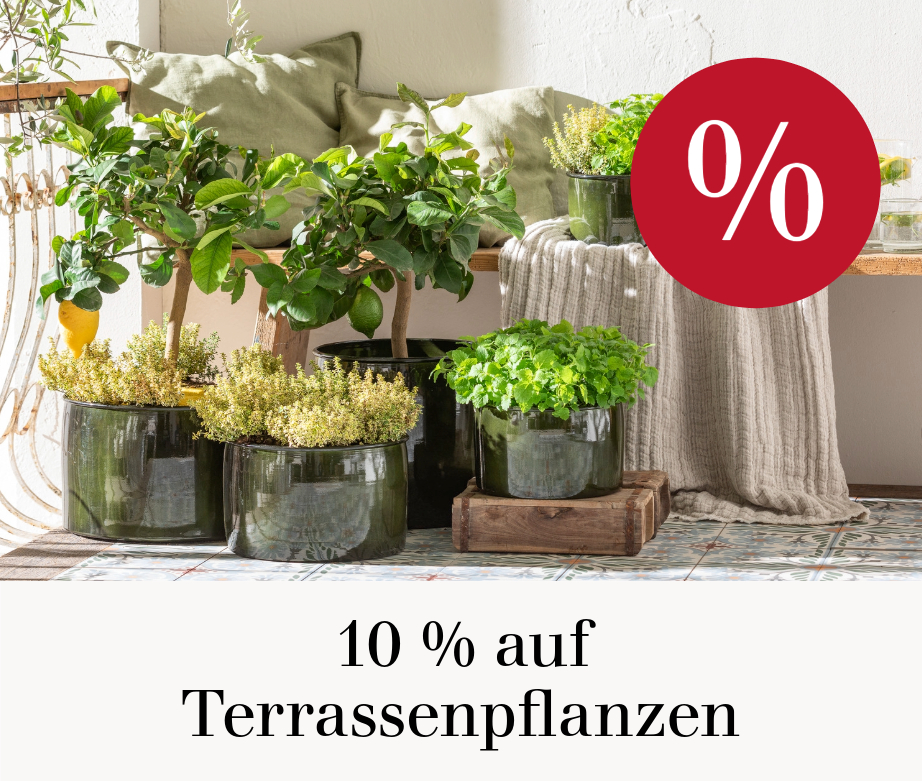 10 % auf Terrassenpflanzen