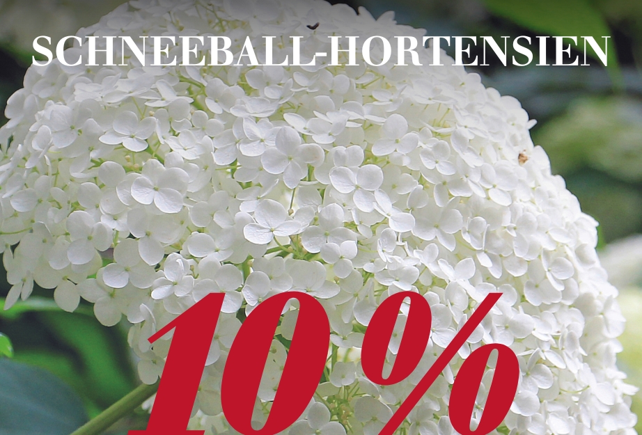 Schneeball-Hortensien