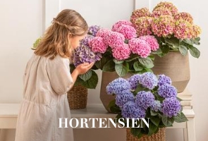 Hortensien