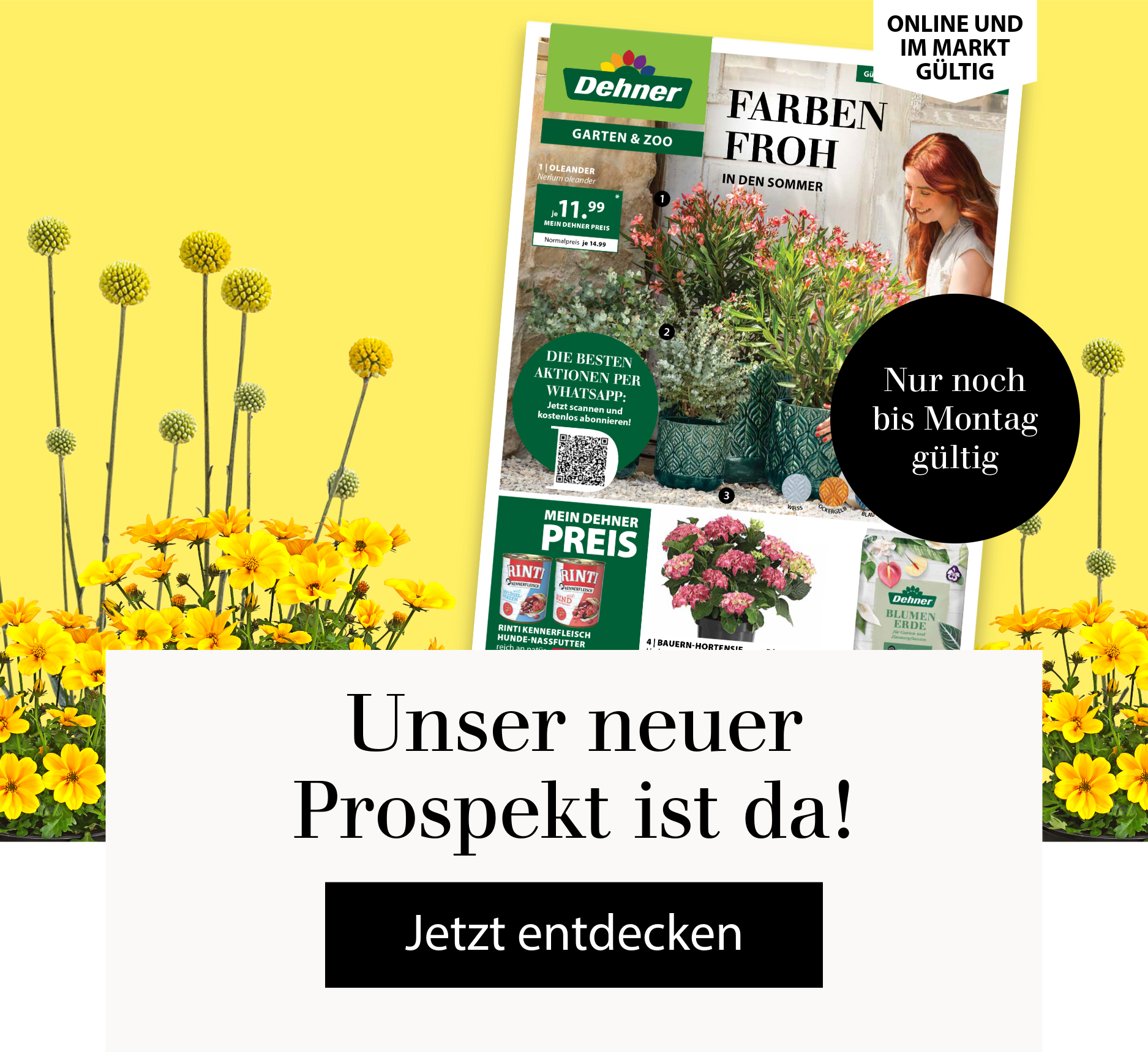 Unser neuer Prospekt ist da. Nur noch bis Montag gültig! Jetzt entdecken