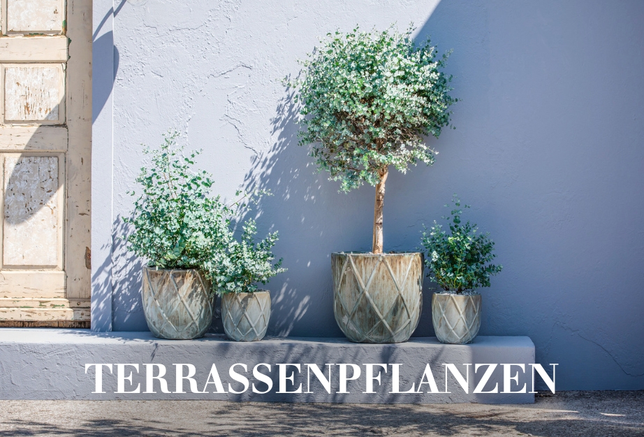Terrassenpflanzen