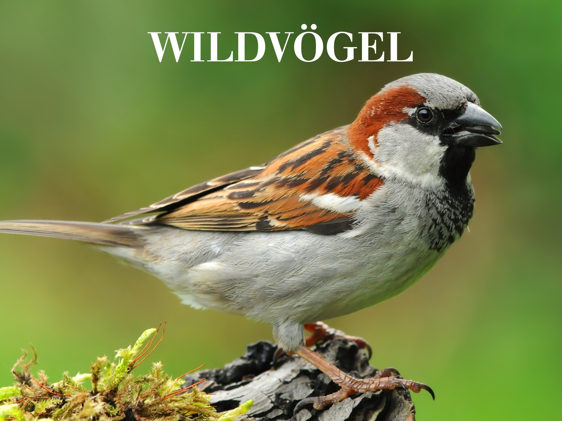 Wildvögel