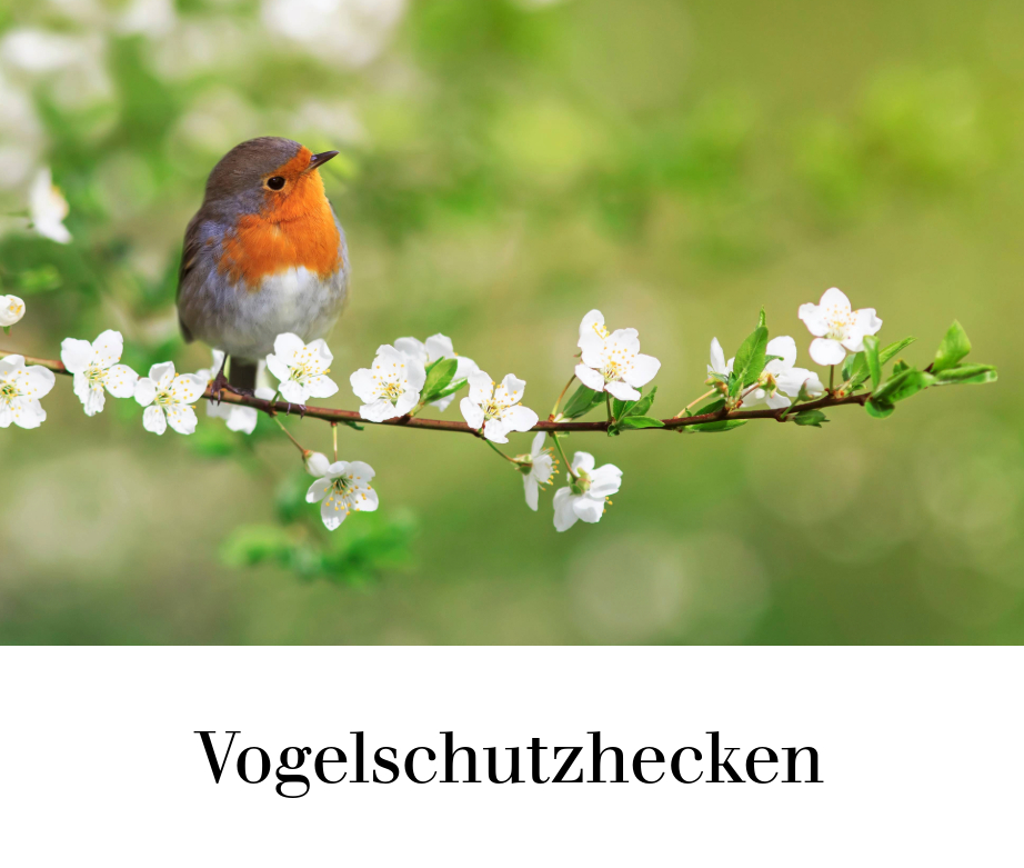 Vogelschutzhecken