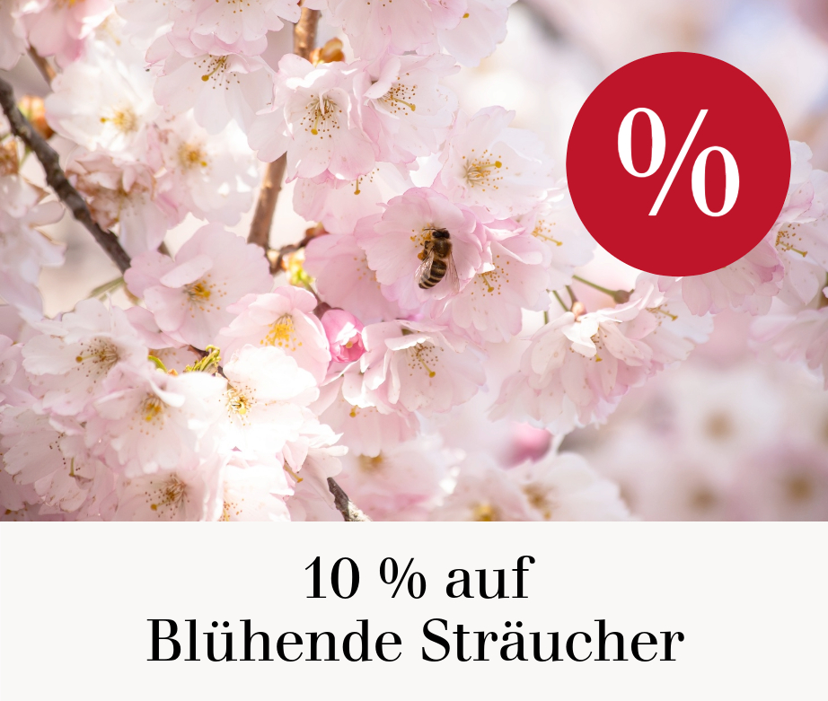 10 % auf Blühende Sträucher