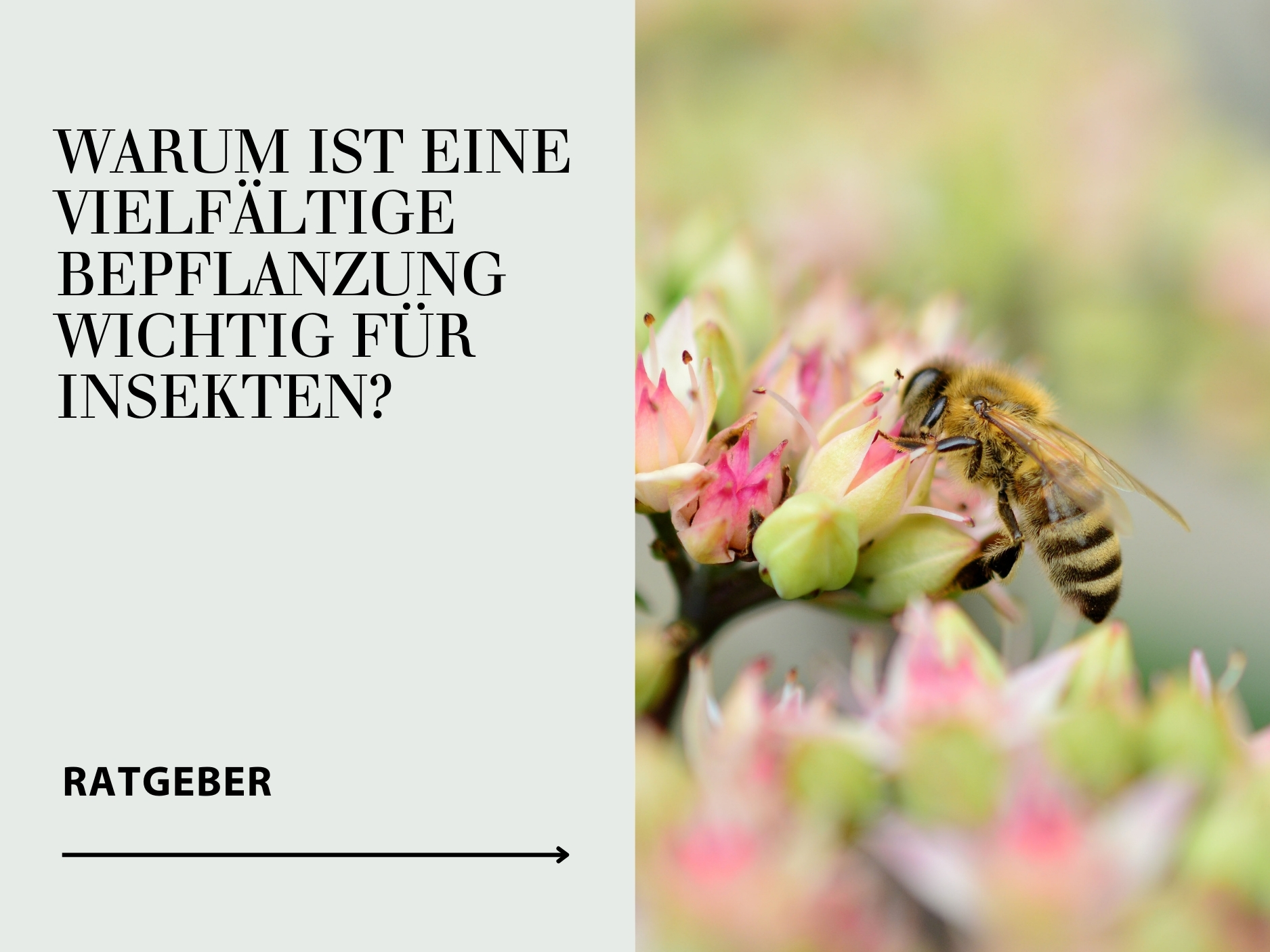  Ratgeber Insekten