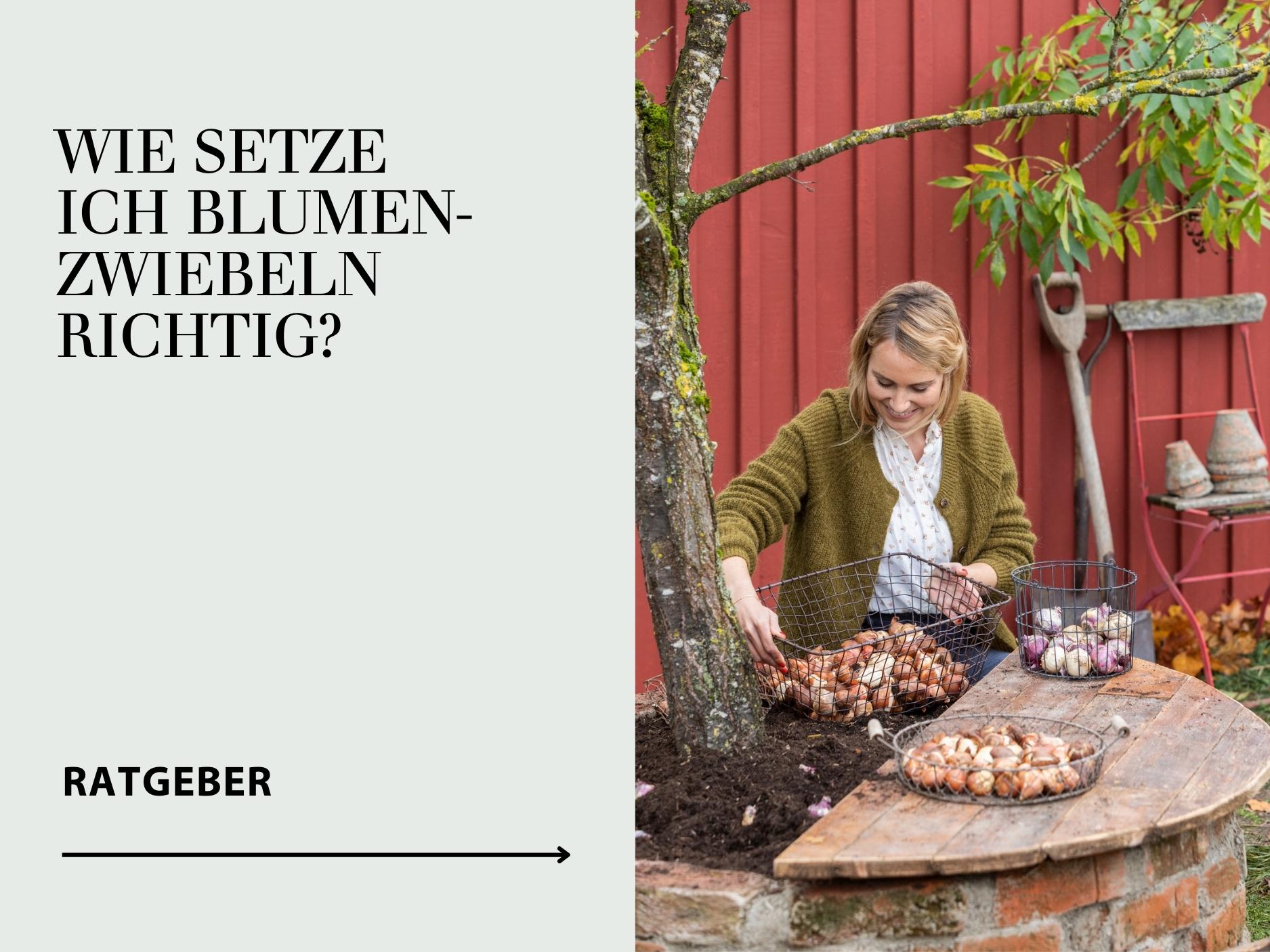 Ratgeber Blumenzwiebel richtig setzen