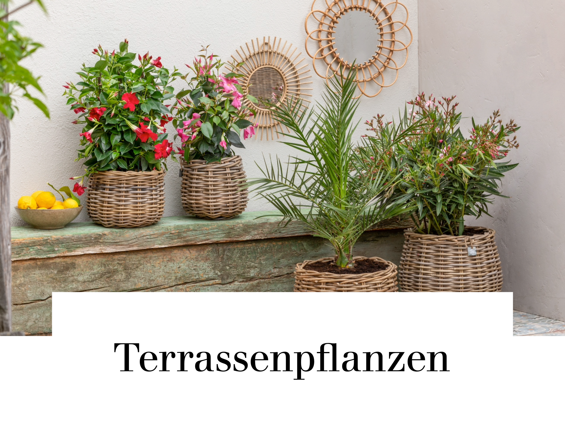 Terrassenpflanzen