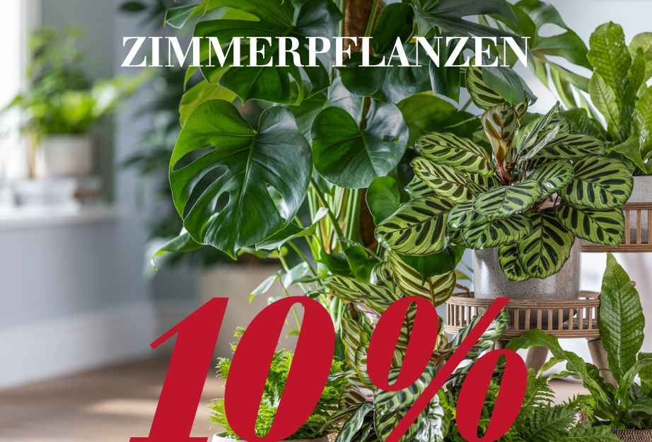 10 % auf Zimmerpflanzen