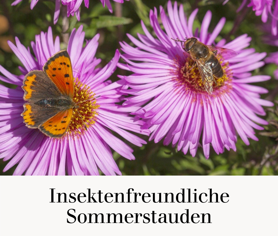 Insektenfreundliche Sommerstauden