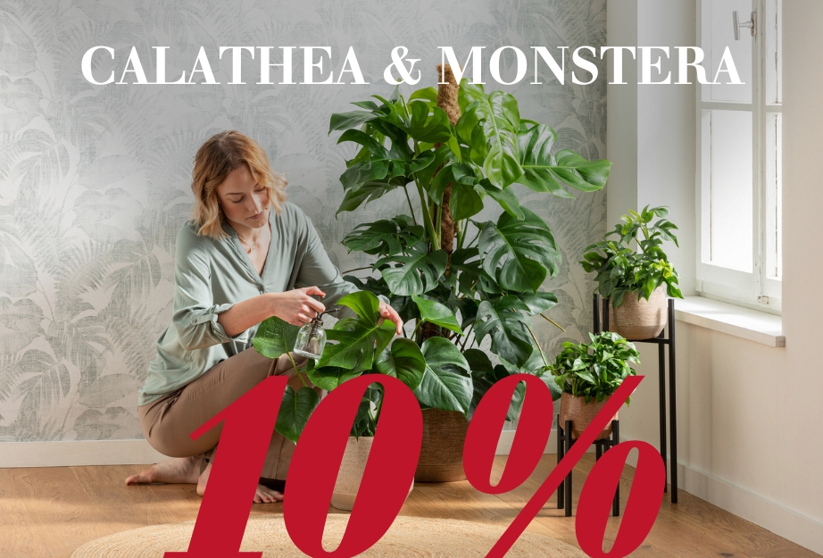 Calathea & Monstera