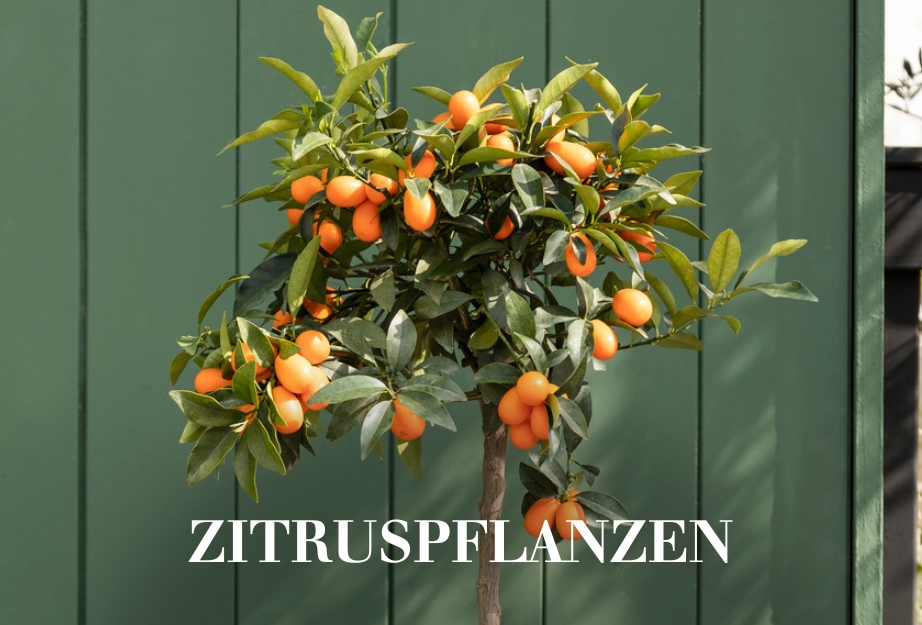 Zitruspflanzen