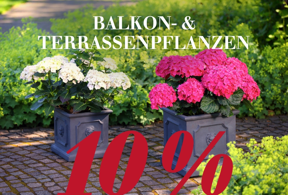 10 % auf Balkon- & Terassenpflanzen