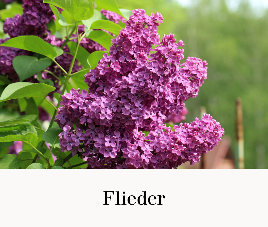 Flieder