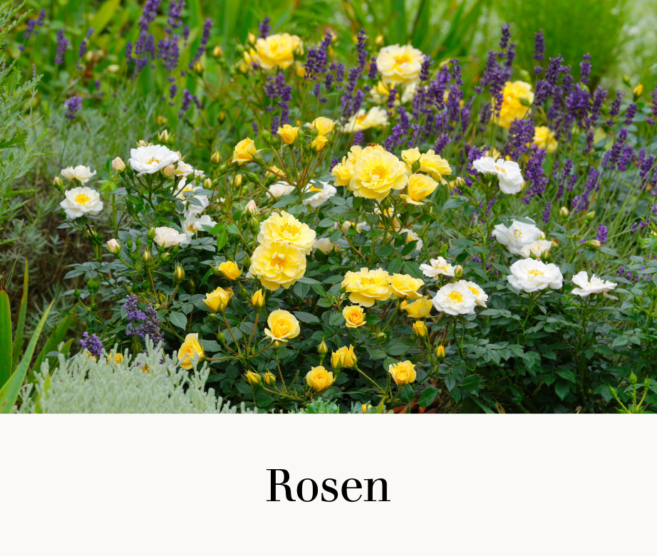 Rosen