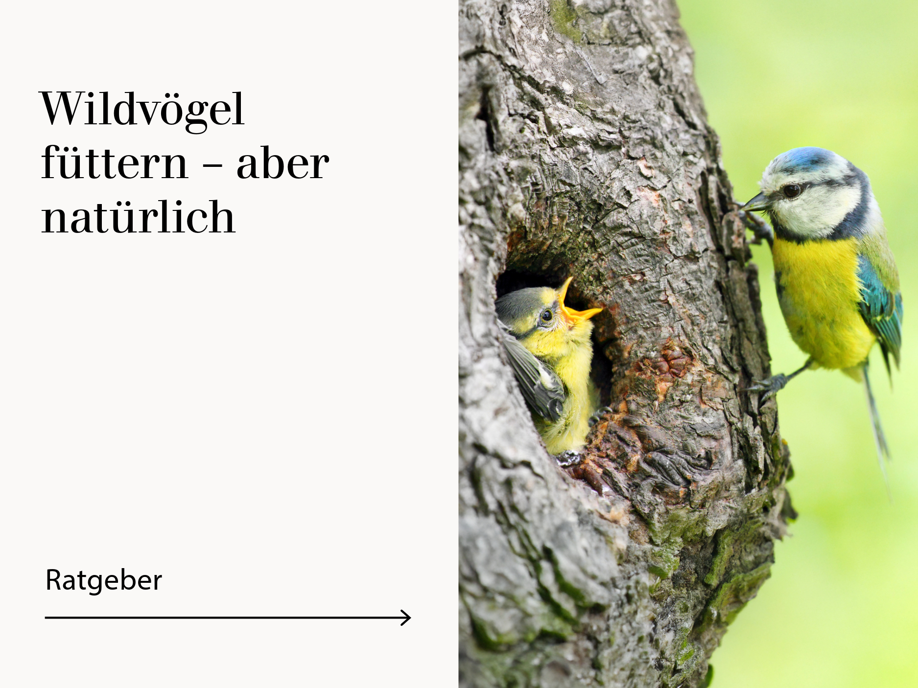 Ratgeber Wildvogelfütterung