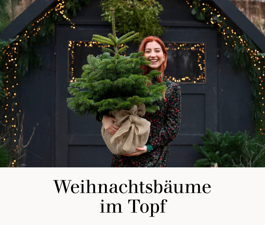 Weihnachtsbäume im Topf