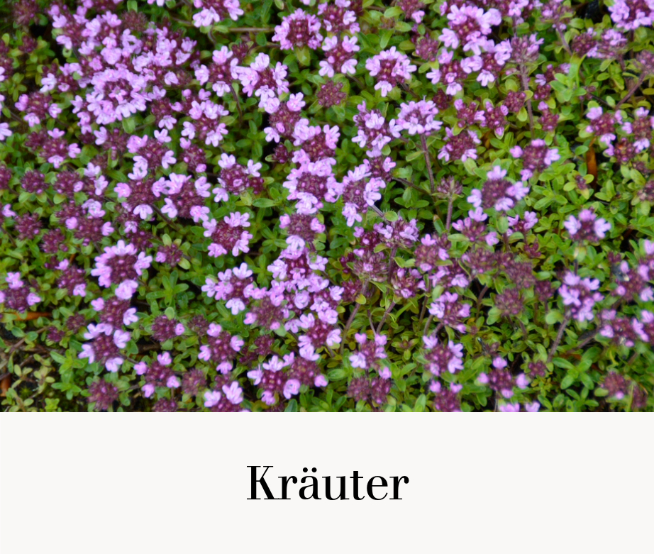 Kräuter