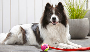 Hund