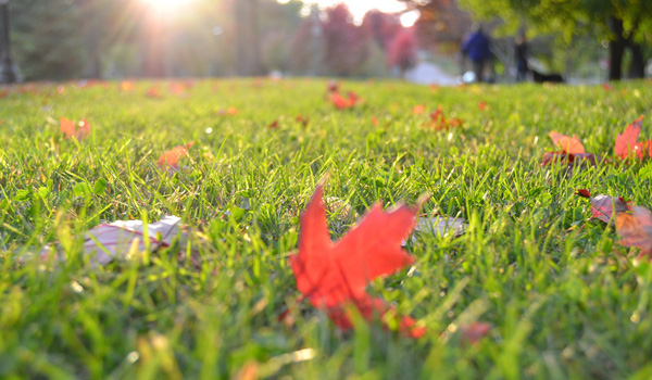 Rasenpflege im Herbst