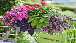 Balkonpflanzen & Floristik