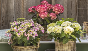 Gartenpflanzen